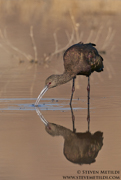 WADERS